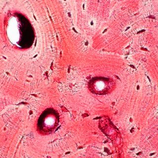 Restaura el tejido del cartílago